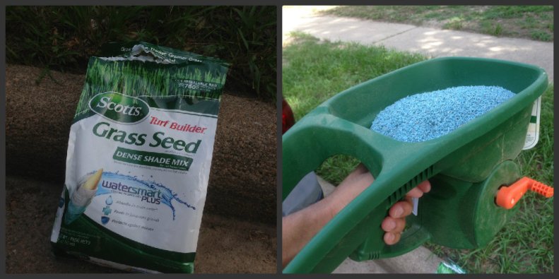 grass seed
