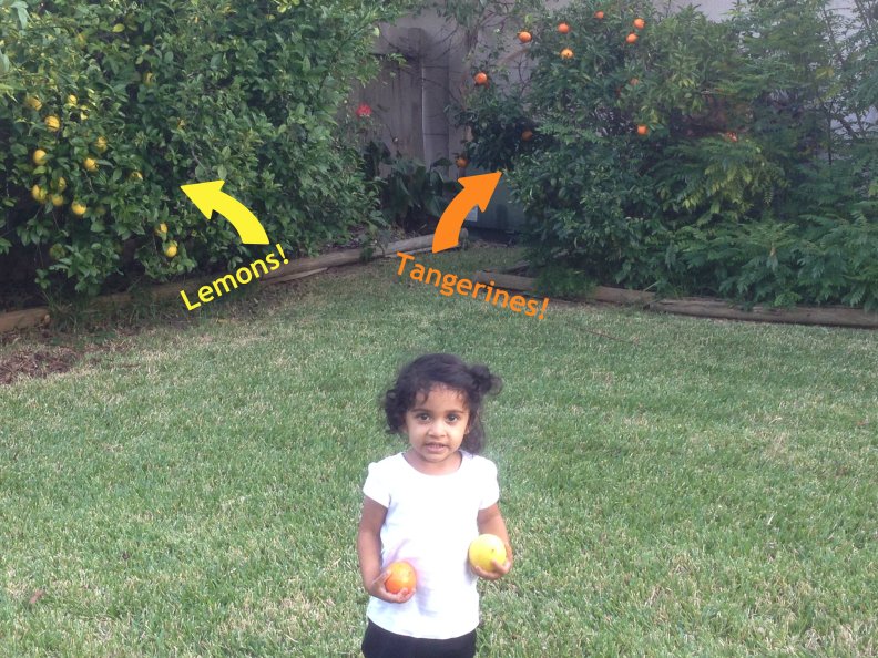 lemon picker