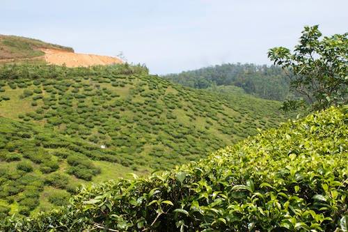 tea estate